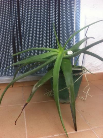 [Foto de planta, jardin, jardineria]