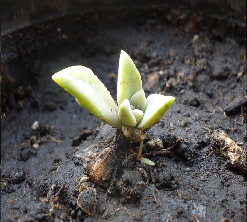 [Foto de planta, jardin, jardineria]