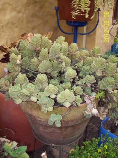 [Foto de planta, jardin, jardineria]