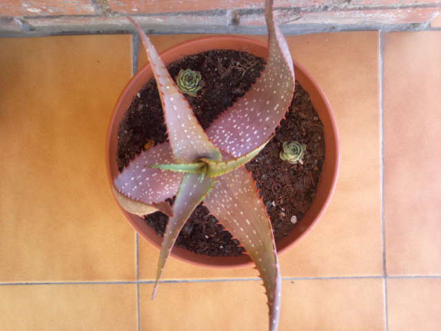 [Foto de planta, jardin, jardineria]