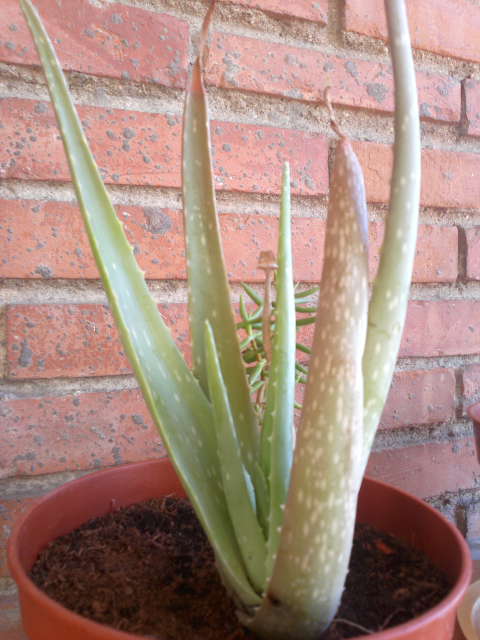 [Foto de planta, jardin, jardineria]