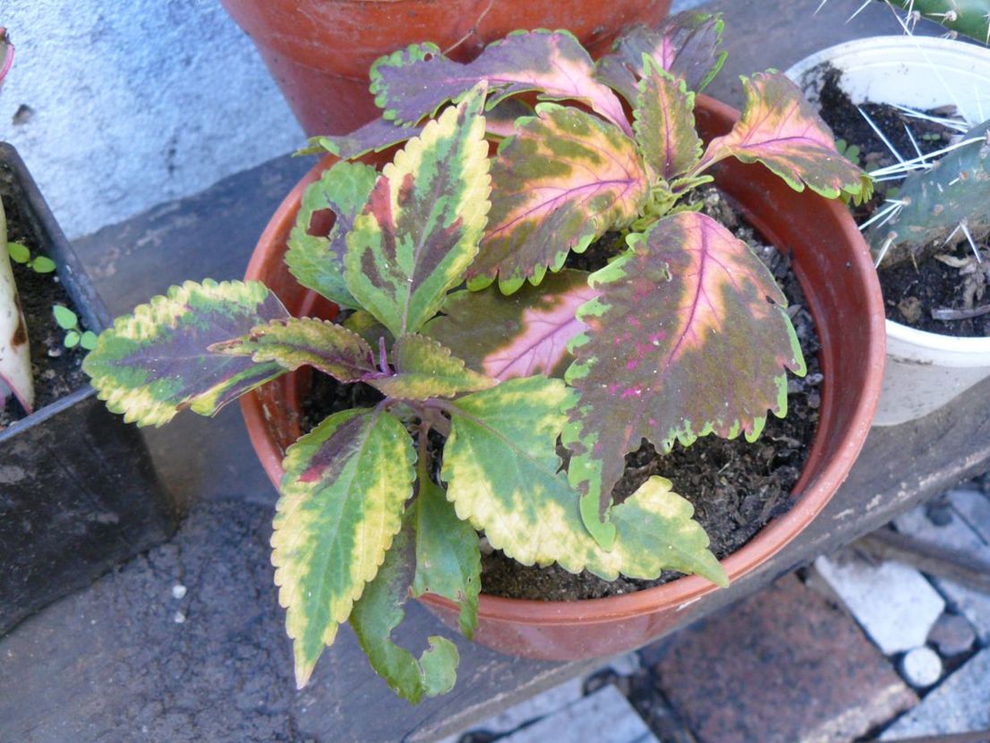 [Foto de planta, jardin, jardineria]