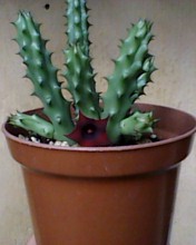 [Foto de planta, jardin, jardineria]