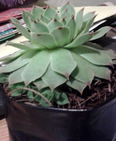 [Foto de planta, jardin, jardineria]