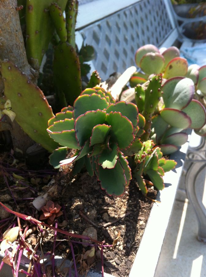 [Foto de planta, jardin, jardineria]