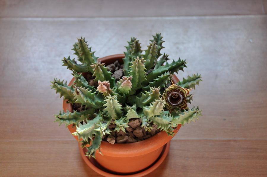 [Foto de planta, jardin, jardineria]