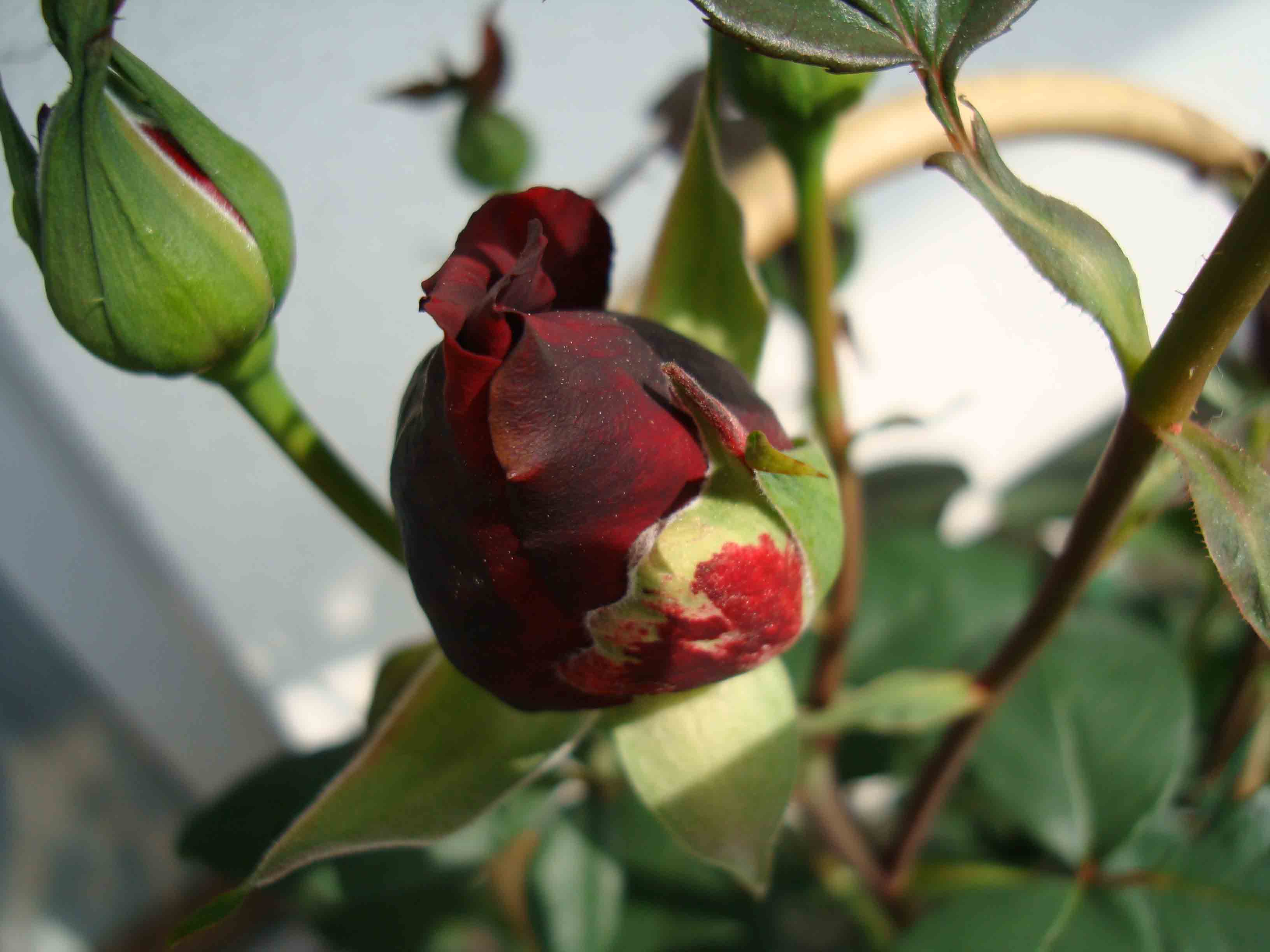 [Foto de planta, jardin, jardineria]