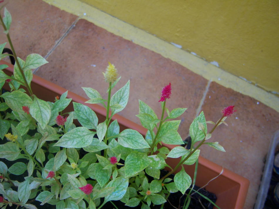 [Foto de planta, jardin, jardineria]