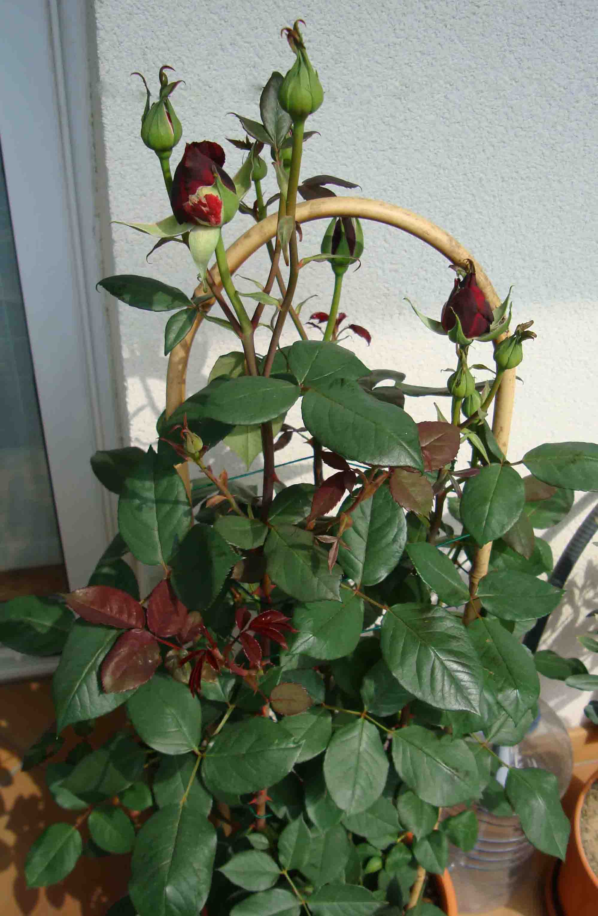 [Foto de planta, jardin, jardineria]