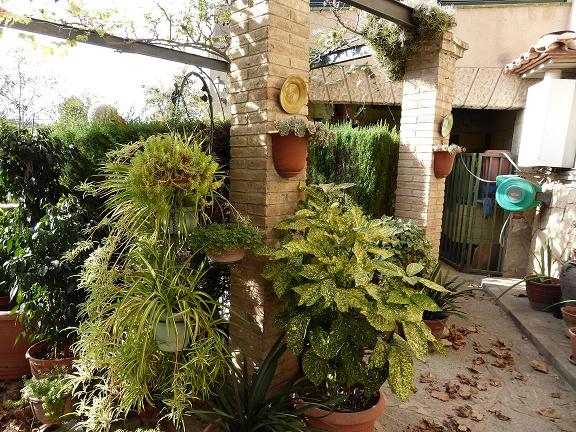 [Foto de planta, jardin, jardineria]