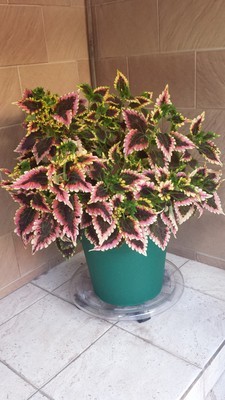 [Foto de planta, jardin, jardineria]