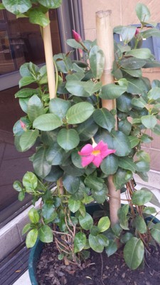 [Foto de planta, jardin, jardineria]