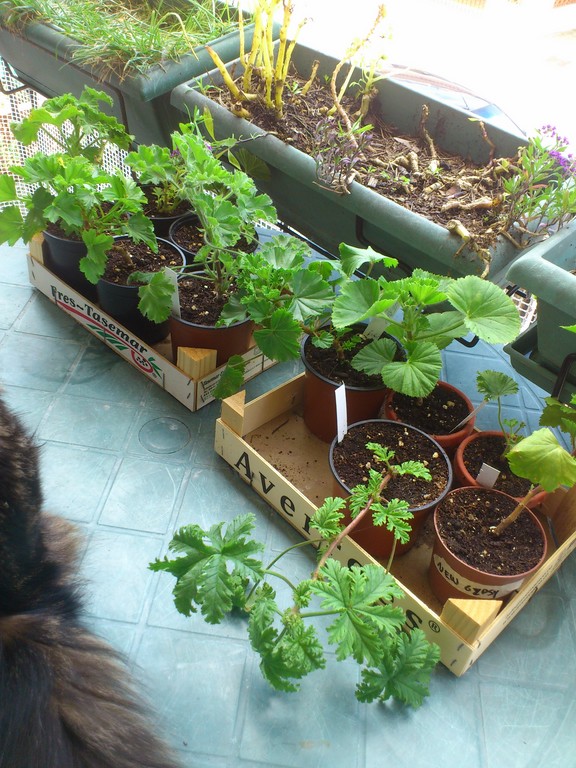 [Foto de planta, jardin, jardineria]