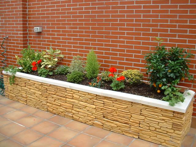 [Foto de planta, jardin, jardineria]