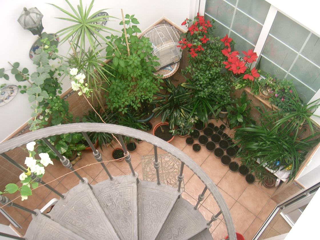 [Foto de planta, jardin, jardineria]