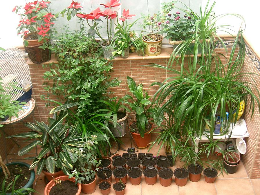 [Foto de planta, jardin, jardineria]