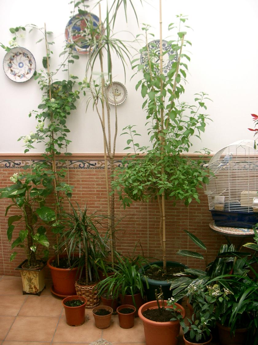 [Foto de planta, jardin, jardineria]