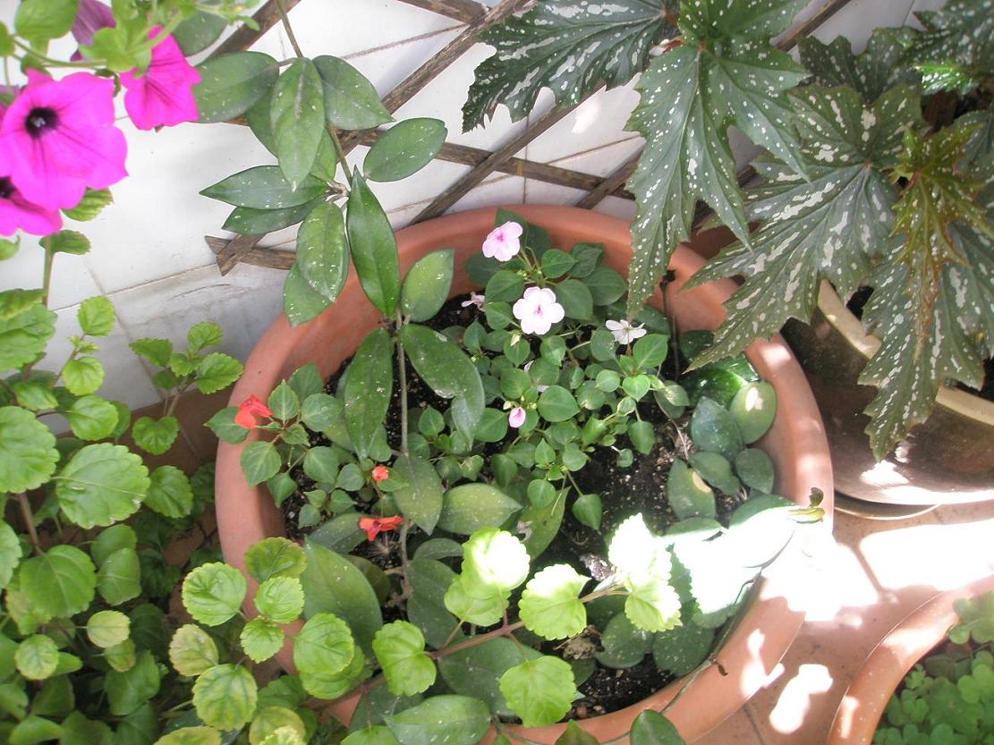 [Foto de planta, jardin, jardineria]