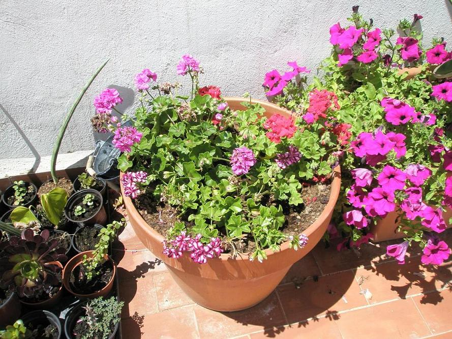 [Foto de planta, jardin, jardineria]