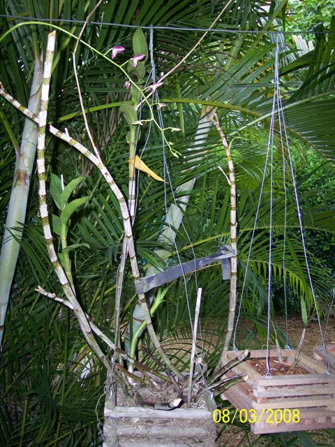 [Foto de planta, jardin, jardineria]
