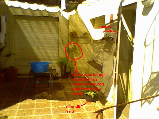 [Foto de planta, jardin, jardineria]