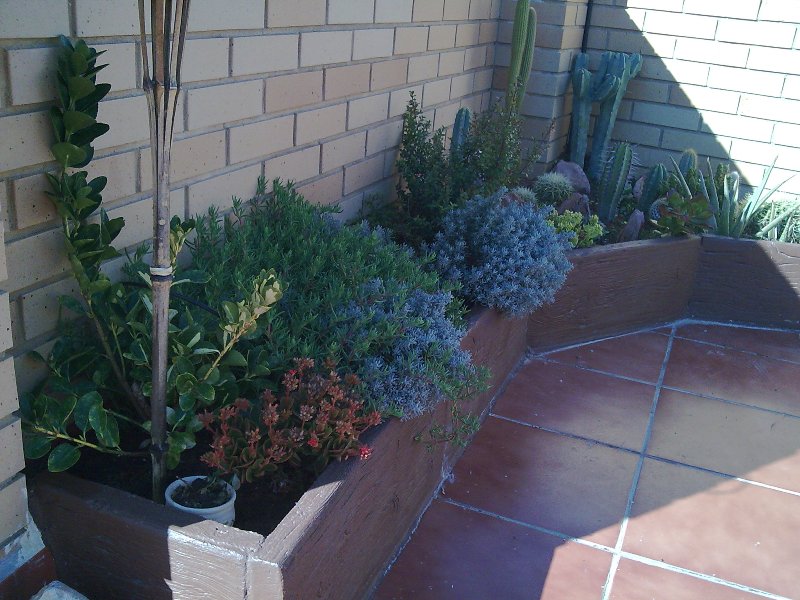 [Foto de planta, jardin, jardineria]