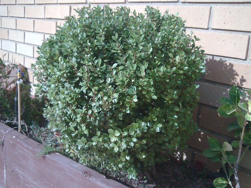 [Foto de planta, jardin, jardineria]