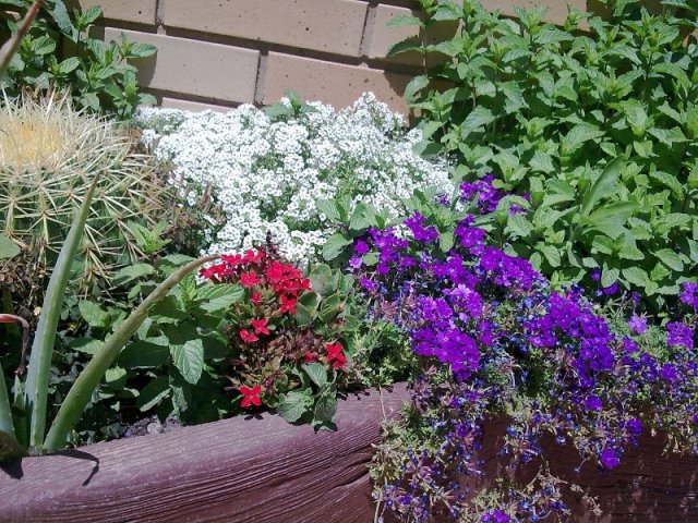 [Foto de planta, jardin, jardineria]
