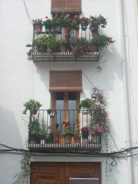 [Foto de planta, jardin, jardineria]