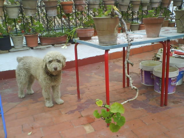 [Foto de planta, jardin, jardineria]