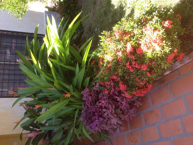 [Foto de planta, jardin, jardineria]