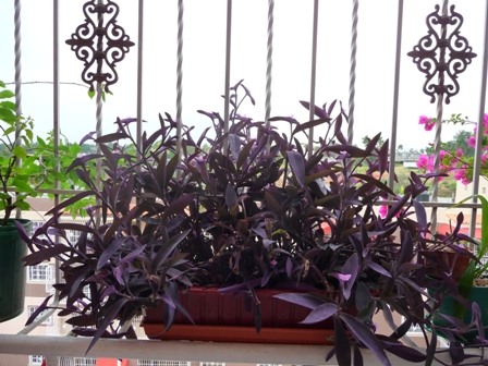 [Foto de planta, jardin, jardineria]