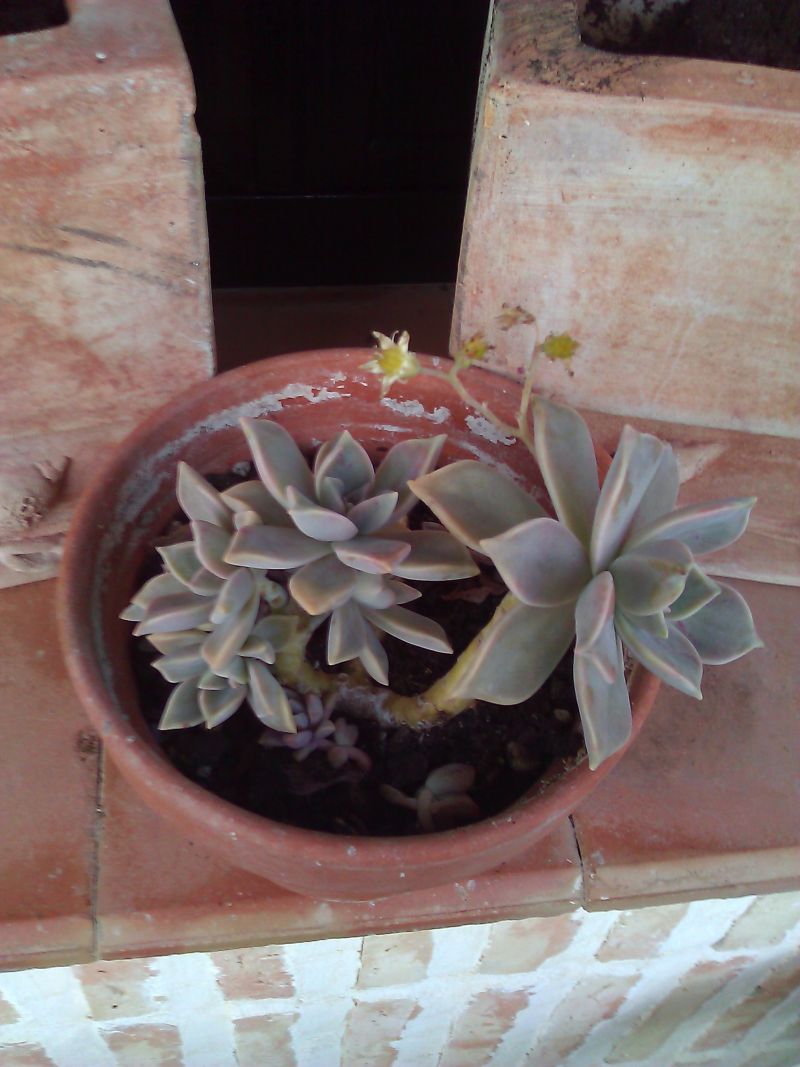 [Foto de planta, jardin, jardineria]