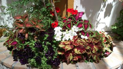 [Foto de planta, jardin, jardineria]