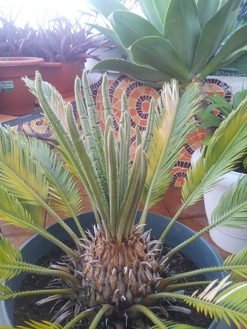 [Foto de planta, jardin, jardineria]
