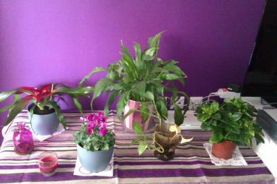 [Foto de planta, jardin, jardineria]