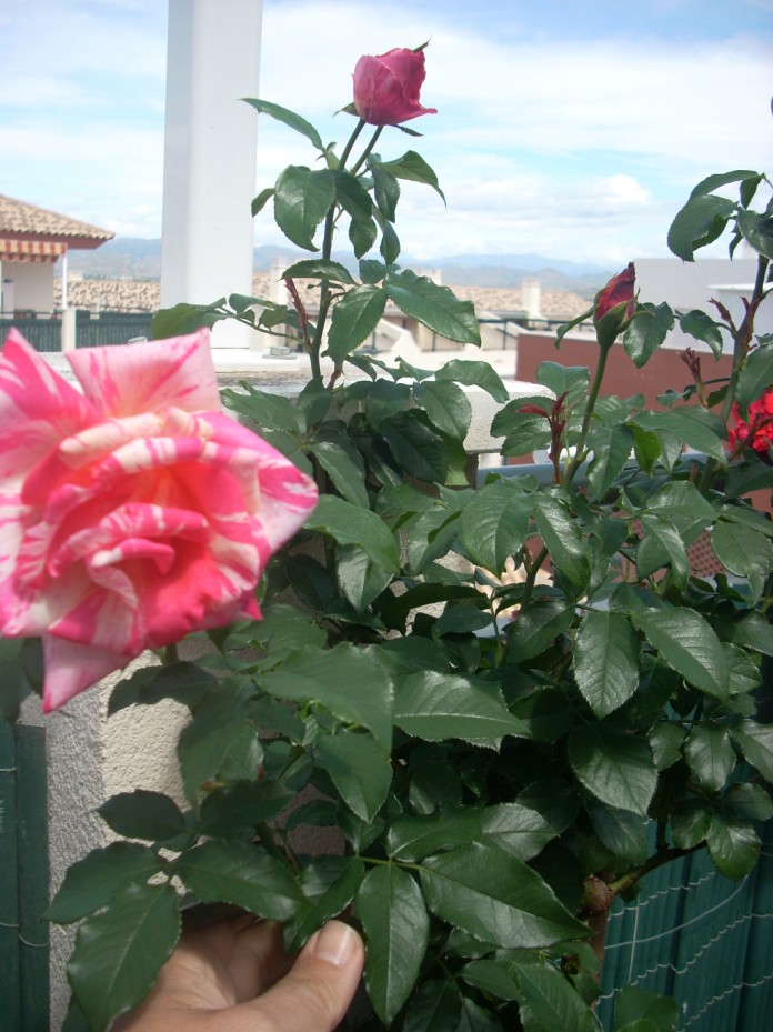 [Foto de planta, jardin, jardineria]