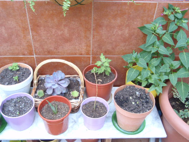 [Foto de planta, jardin, jardineria]