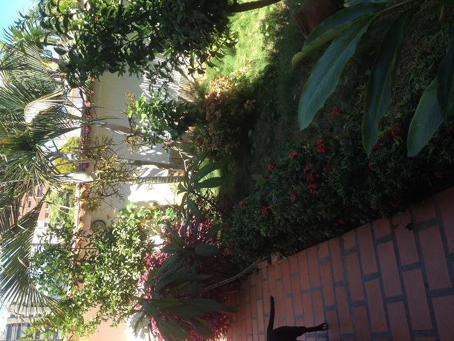 [Foto de planta, jardin, jardineria]