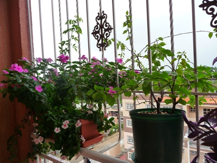 [Foto de planta, jardin, jardineria]