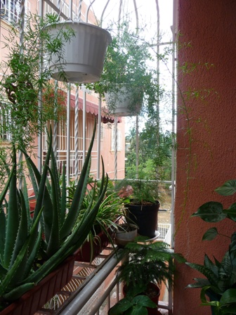 [Foto de planta, jardin, jardineria]