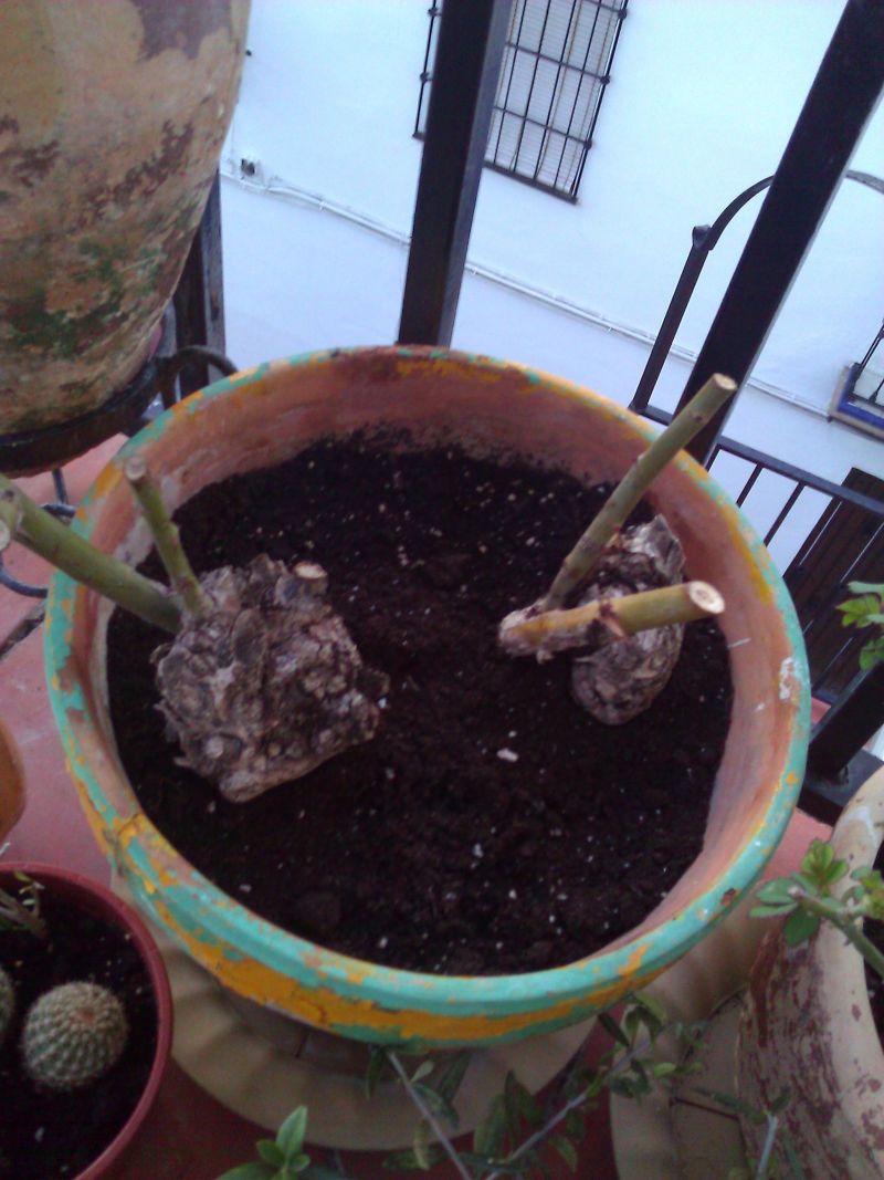 [Foto de planta, jardin, jardineria]