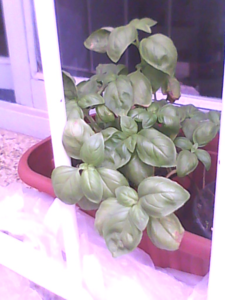 [Foto de planta, jardin, jardineria]