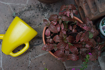 [Foto de planta, jardin, jardineria]