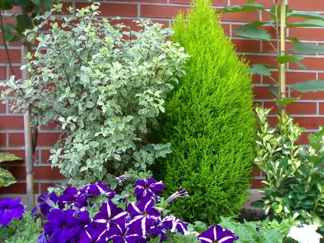 [Foto de planta, jardin, jardineria]