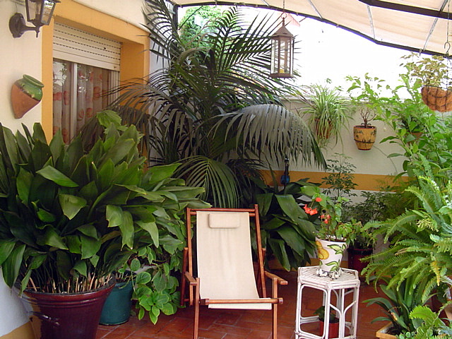 [Foto de planta, jardin, jardineria]