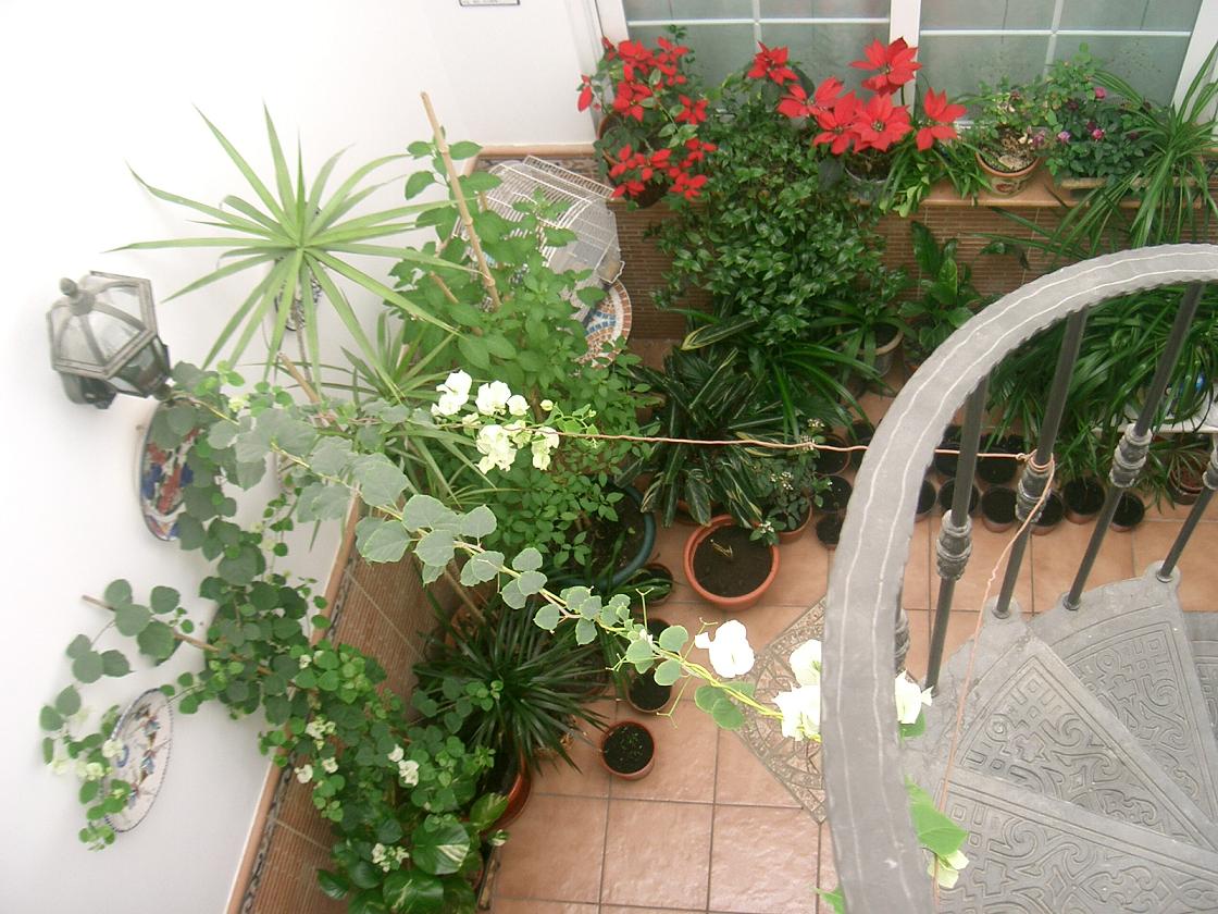 [Foto de planta, jardin, jardineria]