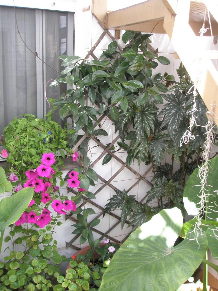 [Foto de planta, jardin, jardineria]