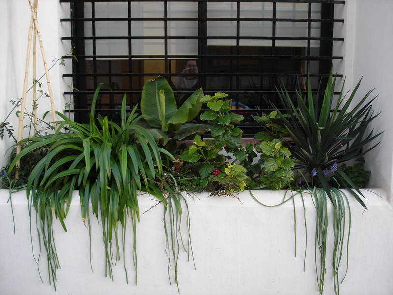 [Foto de planta, jardin, jardineria]