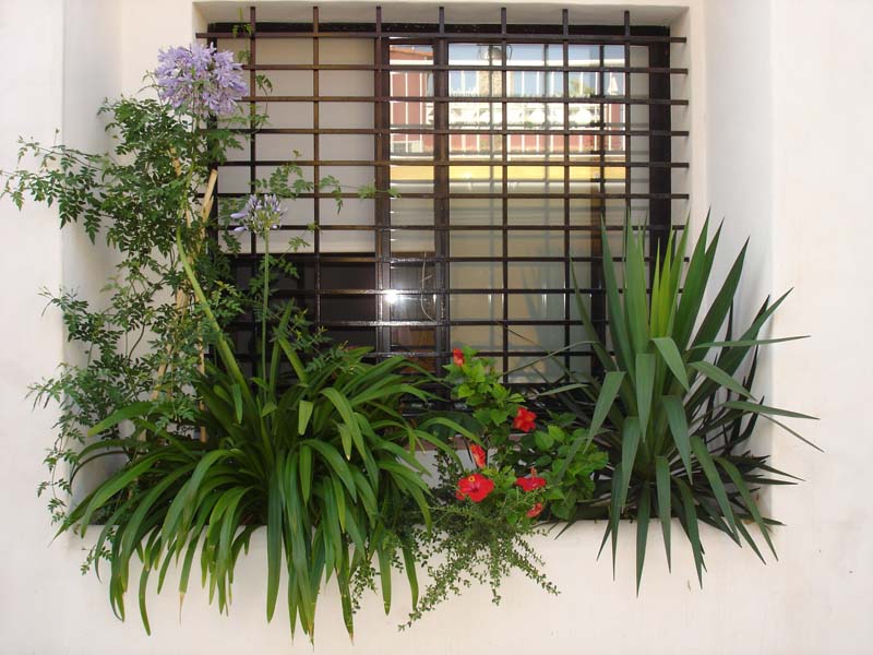 [Foto de planta, jardin, jardineria]